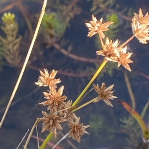 Juncus prismatocarpus at Paddys River, ACT - 8 Apr 2023