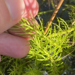 Myriophyllum crispatum (Water Millfoil) at Paddys River, ACT - 8 Apr 2023 by Tapirlord