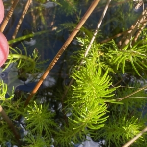 Myriophyllum crispatum at Paddys River, ACT - 8 Apr 2023