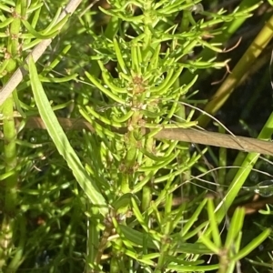 Myriophyllum crispatum at Paddys River, ACT - 8 Apr 2023 10:59 AM