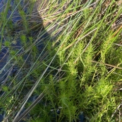 Myriophyllum crispatum at Paddys River, ACT - 8 Apr 2023