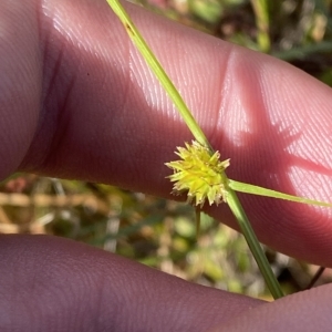 Cyperus sphaeroideus at Paddys River, ACT - 8 Apr 2023