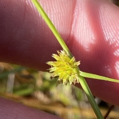 Cyperus sphaeroideus at Paddys River, ACT - 8 Apr 2023 10:58 AM