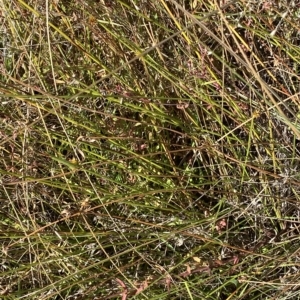 Cyperus sphaeroideus at Paddys River, ACT - 8 Apr 2023