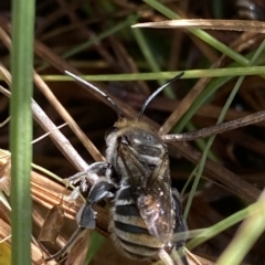 Lipotriches (Austronomia) australica at Paddys River, ACT - 8 Apr 2023 10:58 AM