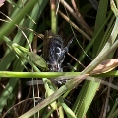 Lipotriches (Austronomia) australica at Paddys River, ACT - 8 Apr 2023 10:58 AM