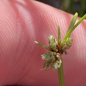 Isolepis gaudichaudiana at Paddys River, ACT - 8 Apr 2023 10:57 AM