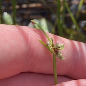 Isolepis gaudichaudiana at Paddys River, ACT - 8 Apr 2023 10:57 AM