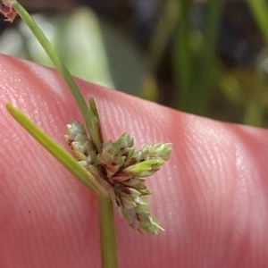 Isolepis gaudichaudiana at Paddys River, ACT - 8 Apr 2023