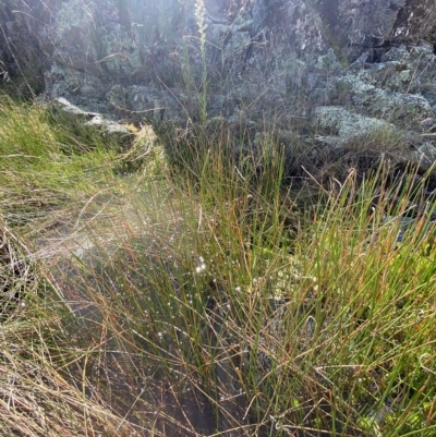 Eleocharis acuta (Common Spike-rush) at Paddys River, ACT - 8 Apr 2023 by Tapirlord