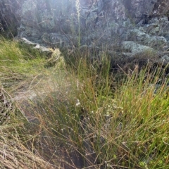 Eleocharis acuta (Common Spike-rush) at Paddys River, ACT - 8 Apr 2023 by Tapirlord