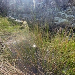 Eleocharis acuta at Paddys River, ACT - 8 Apr 2023 10:56 AM