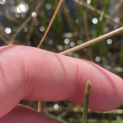 Eleocharis acuta at Paddys River, ACT - 8 Apr 2023 10:56 AM