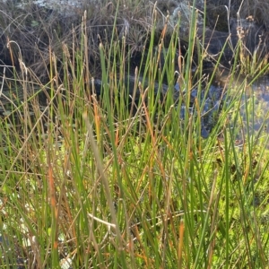 Eleocharis acuta at Paddys River, ACT - 8 Apr 2023 10:56 AM