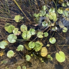 Nymphoides montana (Marshwort) at Paddys River, ACT - 8 Apr 2023 by Tapirlord