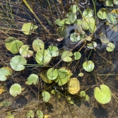 Nymphoides montana at Paddys River, ACT - 8 Apr 2023 10:56 AM