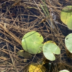 Nymphoides montana at Paddys River, ACT - 8 Apr 2023 10:56 AM