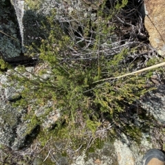 Calytrix tetragona at Paddys River, ACT - 8 Apr 2023 10:55 AM