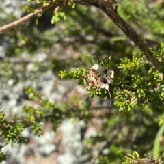 Calytrix tetragona at Paddys River, ACT - 8 Apr 2023 10:55 AM