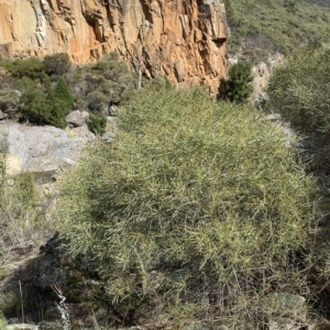 Acacia doratoxylon at Paddys River, ACT - 8 Apr 2023