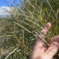 Acacia doratoxylon at Paddys River, ACT - 8 Apr 2023