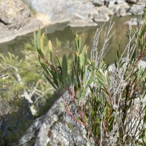 Daviesia mimosoides subsp. mimosoides at Paddys River, ACT - 8 Apr 2023