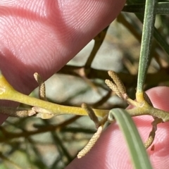 Acacia doratoxylon at Paddys River, ACT - 8 Apr 2023