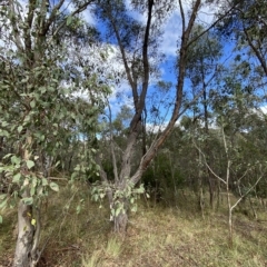 Eucalyptus macrorhyncha (Red Stringybark) at Paddys River, ACT - 8 Apr 2023 by Tapirlord