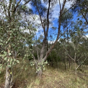 Eucalyptus macrorhyncha at Paddys River, ACT - 8 Apr 2023