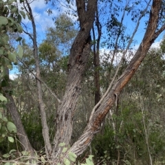 Eucalyptus macrorhyncha at Paddys River, ACT - 8 Apr 2023