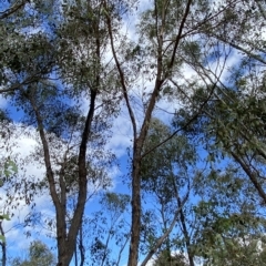 Eucalyptus macrorhyncha at Paddys River, ACT - 8 Apr 2023