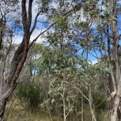 Eucalyptus polyanthemos (Red Box) at Paddys River, ACT - 8 Apr 2023 by Tapirlord