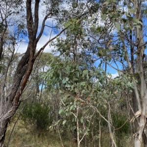 Eucalyptus polyanthemos at Paddys River, ACT - 8 Apr 2023