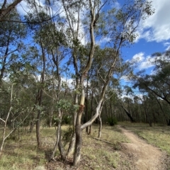 Eucalyptus polyanthemos at Paddys River, ACT - 8 Apr 2023