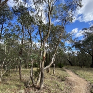 Eucalyptus polyanthemos at Paddys River, ACT - 8 Apr 2023