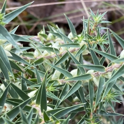 Melichrus urceolatus (Urn Heath) at Paddys River, ACT - 8 Apr 2023 by Tapirlord