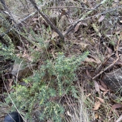 Melichrus urceolatus at Paddys River, ACT - 8 Apr 2023