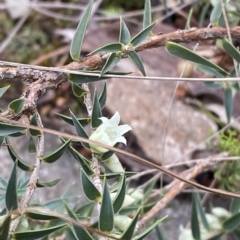 Melichrus urceolatus at Paddys River, ACT - 8 Apr 2023