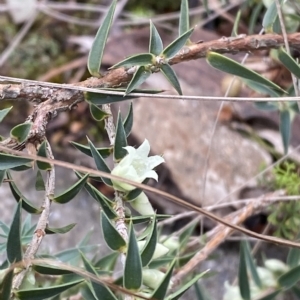 Melichrus urceolatus at Paddys River, ACT - 8 Apr 2023