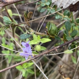 Mentha diemenica at Paddys River, ACT - 8 Apr 2023 10:24 AM