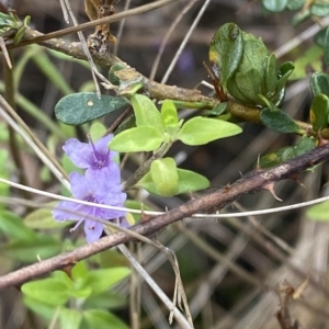 Mentha diemenica at Paddys River, ACT - 8 Apr 2023 10:24 AM