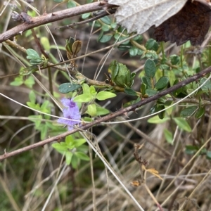 Mentha diemenica at Paddys River, ACT - 8 Apr 2023 10:24 AM