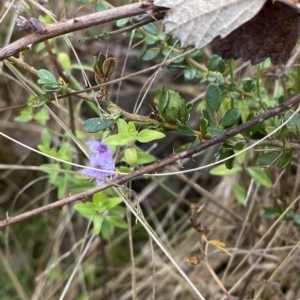 Mentha diemenica at Paddys River, ACT - 8 Apr 2023