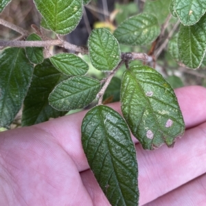 Pomaderris betulina subsp. actensis at Paddys River, ACT - 8 Apr 2023