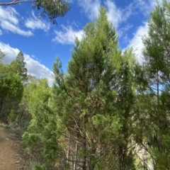 Callitris endlicheri (Black Cypress Pine) at Bullen Range - 8 Apr 2023 by Tapirlord