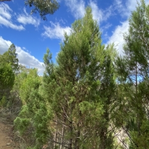 Callitris endlicheri at Paddys River, ACT - 8 Apr 2023 10:17 AM