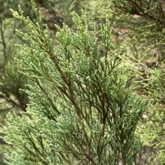 Callitris endlicheri at Paddys River, ACT - 8 Apr 2023