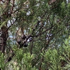 Callitris endlicheri at Paddys River, ACT - 8 Apr 2023 10:17 AM