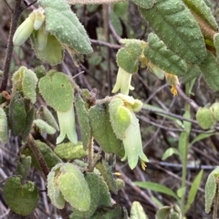 Correa reflexa var. reflexa (Common Correa, Native Fuchsia) at Paddys River, ACT - 8 Apr 2023 by Tapirlord