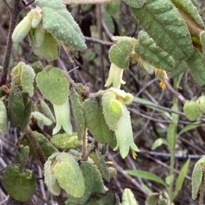 Correa reflexa var. reflexa at Paddys River, ACT - 8 Apr 2023